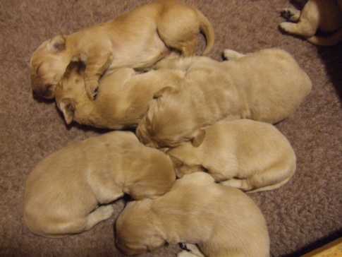 Puppies12days.JPG