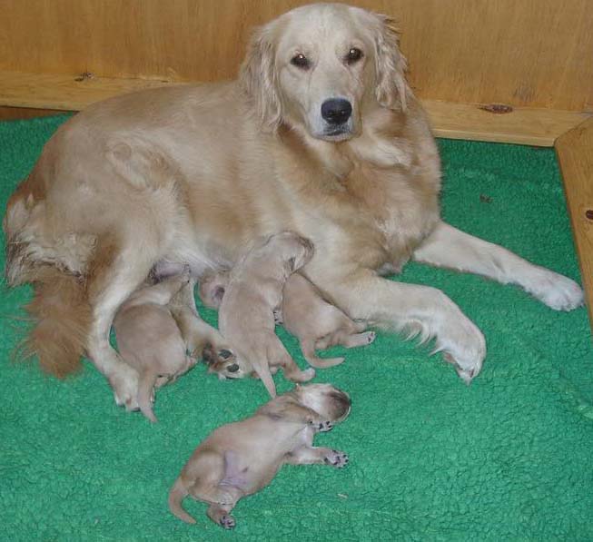 Sept292005litter6daysold1DeltaFossil.jpg